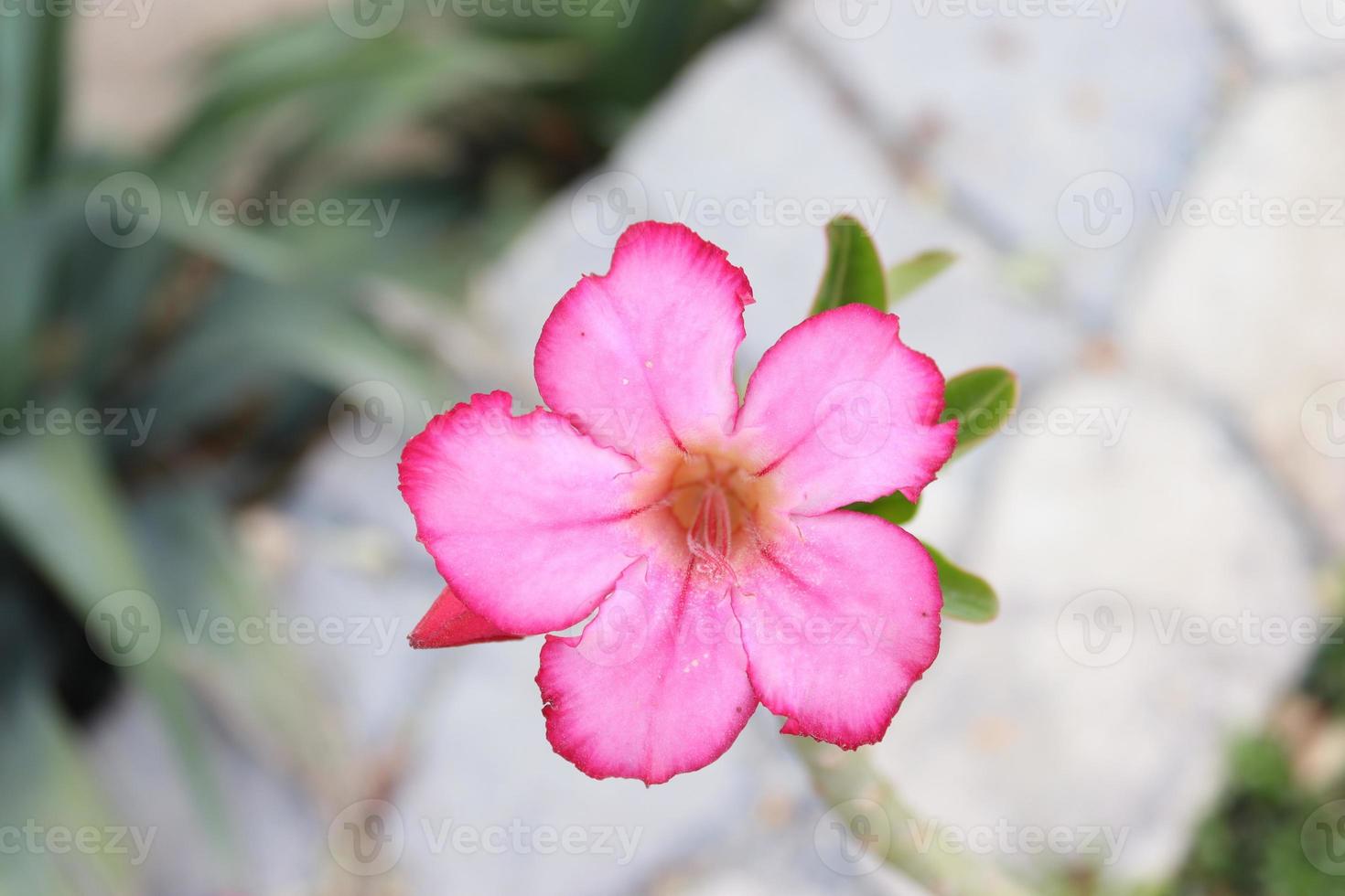 adenium zwaarlijvig binnen- planten, een mooi roze bloem ,landschap planten foto