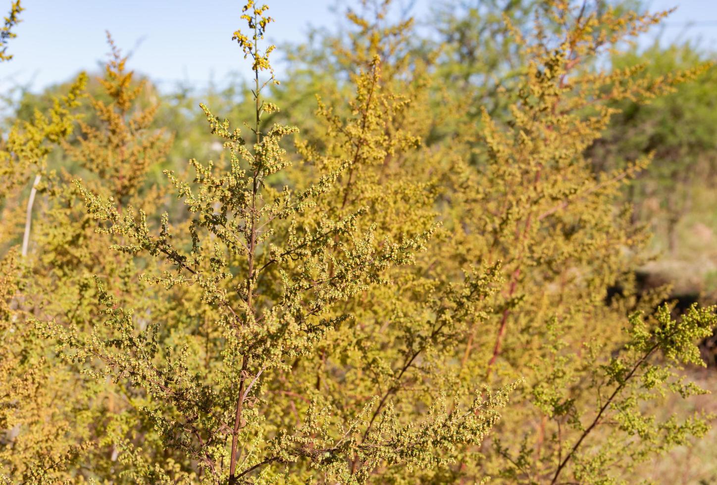 wild artemisia annua planten in de bergen foto