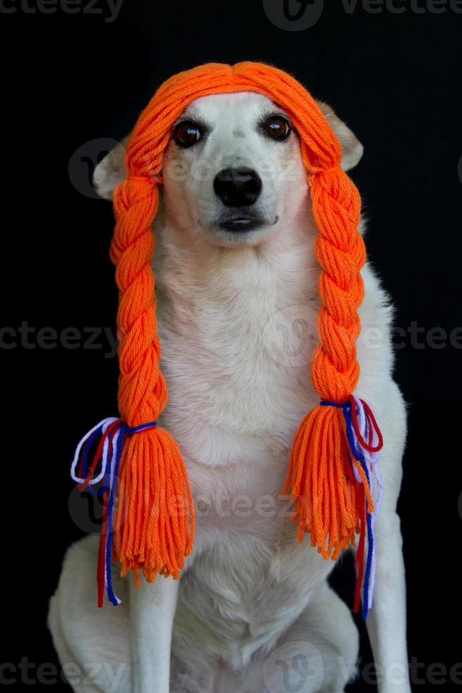 mestiezen hond met vlechtjes en oranje ballen vieren de koningsdag foto