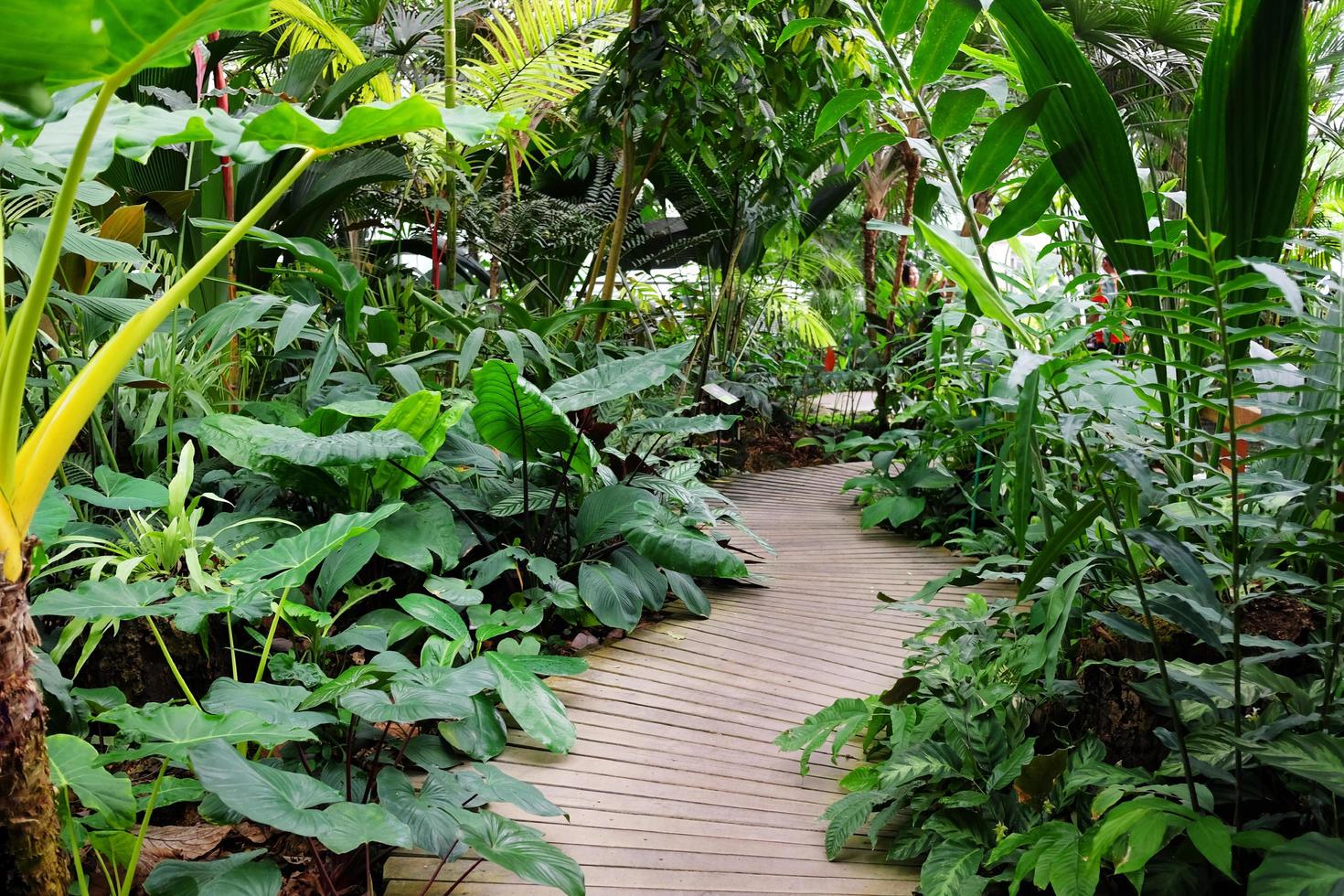 versheid van tropisch planten met bloemen en houten brug in regenwoud foto