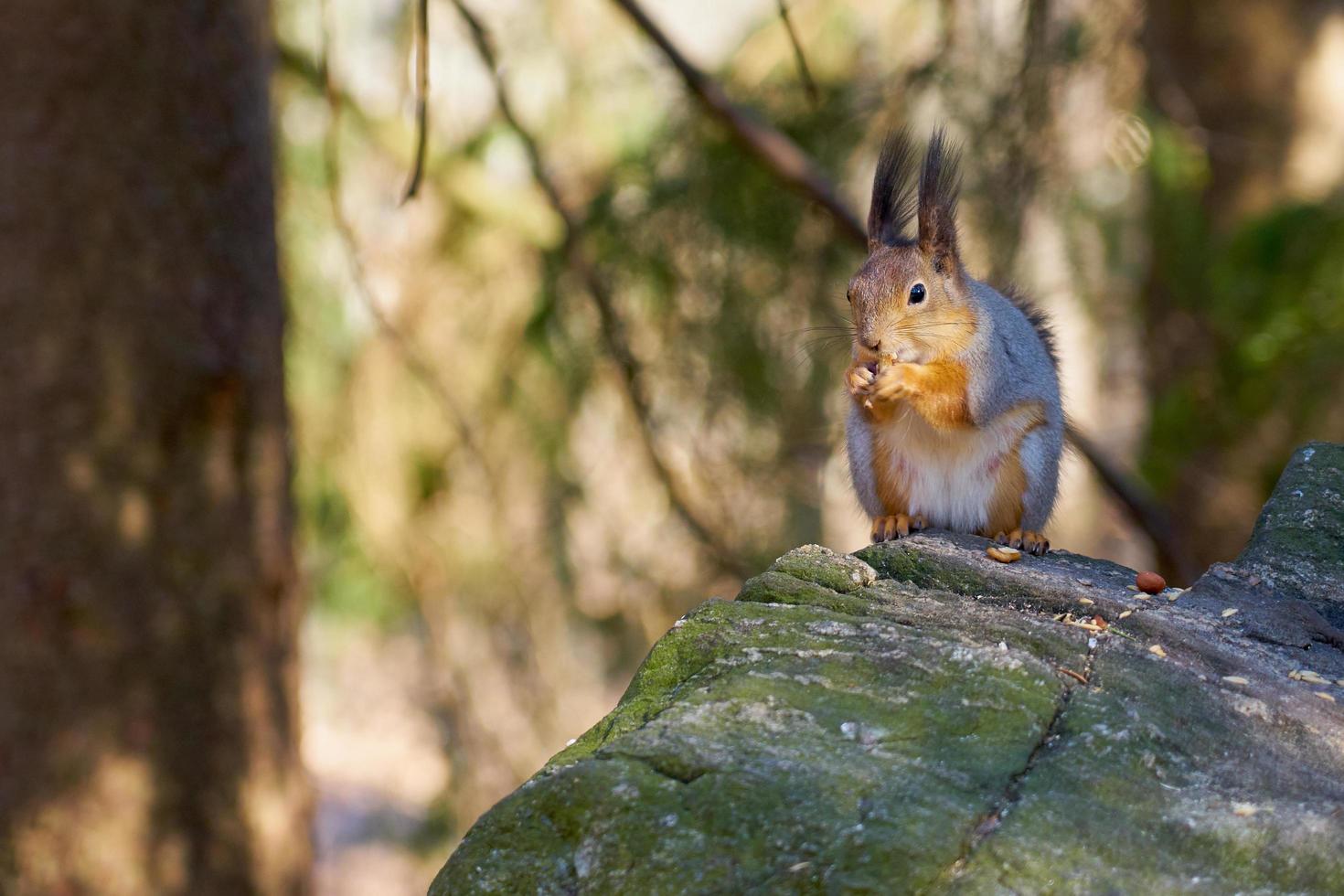 eekhoorn zittend op een steen die een noot eet foto