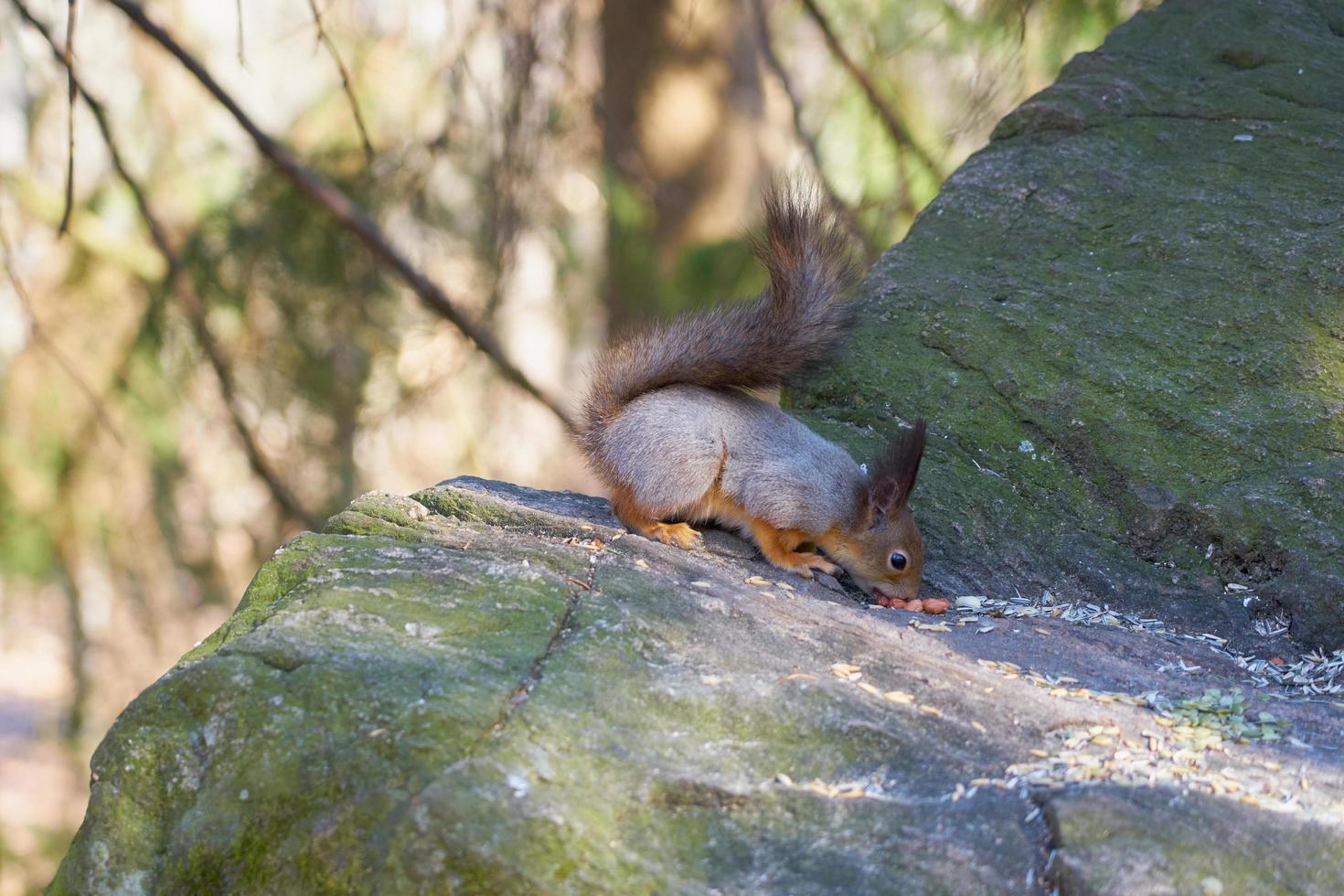 eekhoorn die noten op steen controleert foto