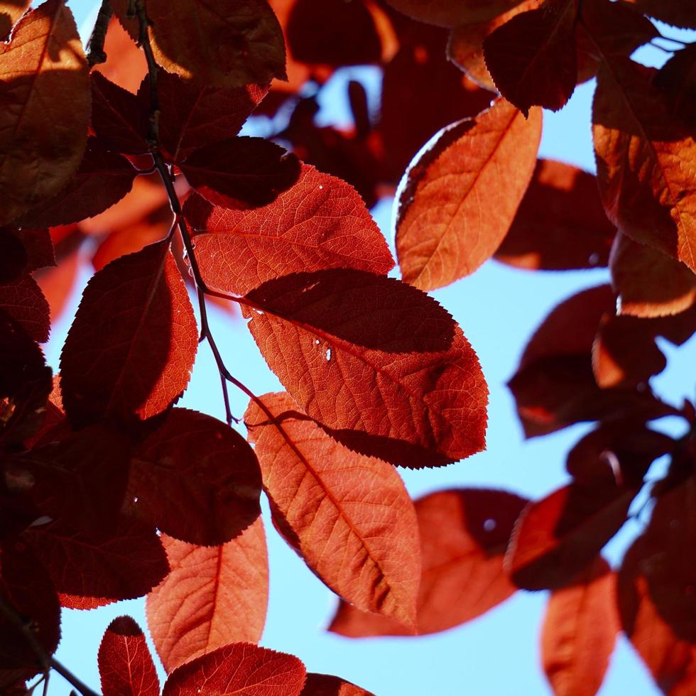 rode bladeren tegen de hemel foto