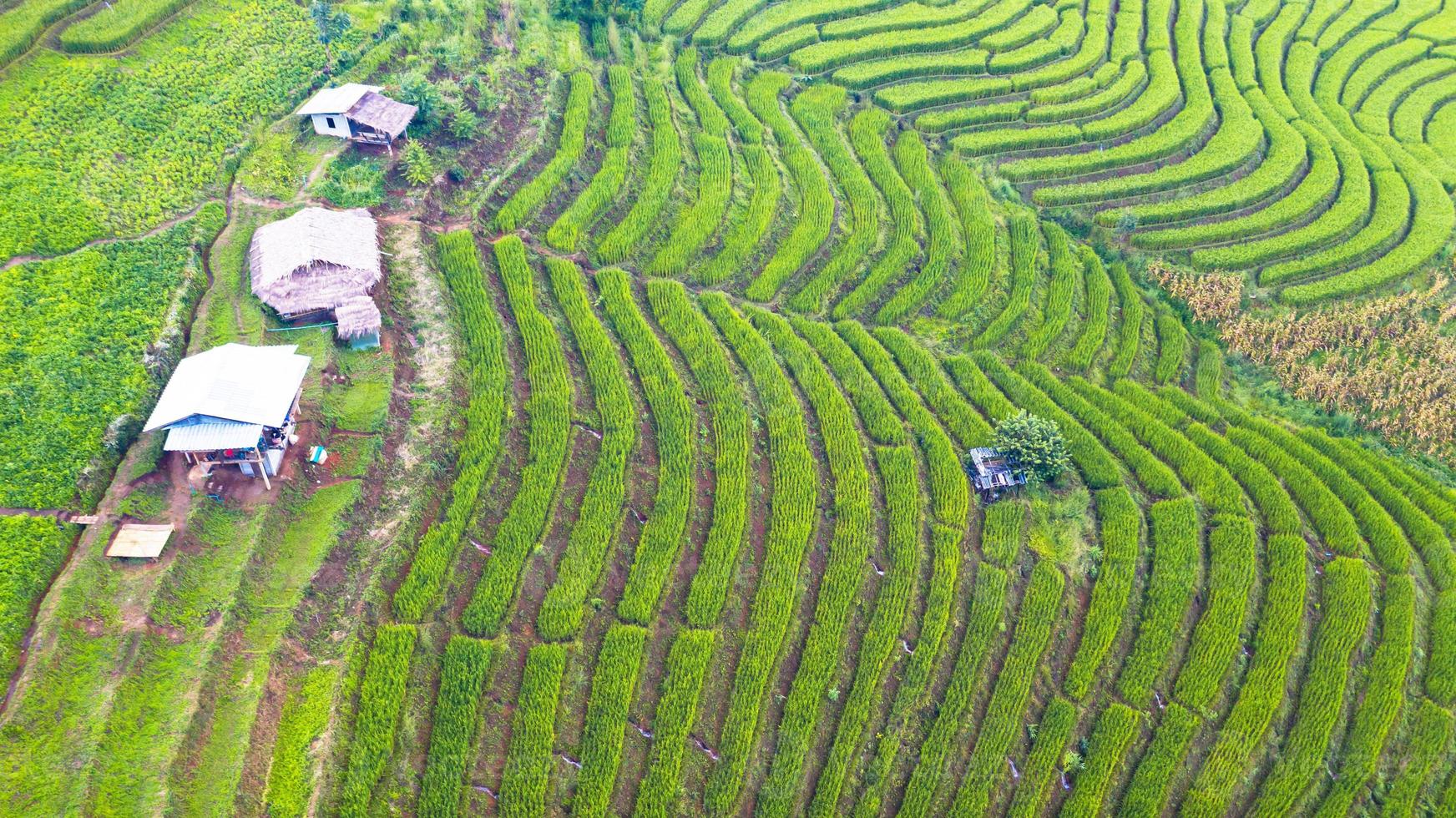 luchtfoto van de groene terrasvormige rijstvelden foto