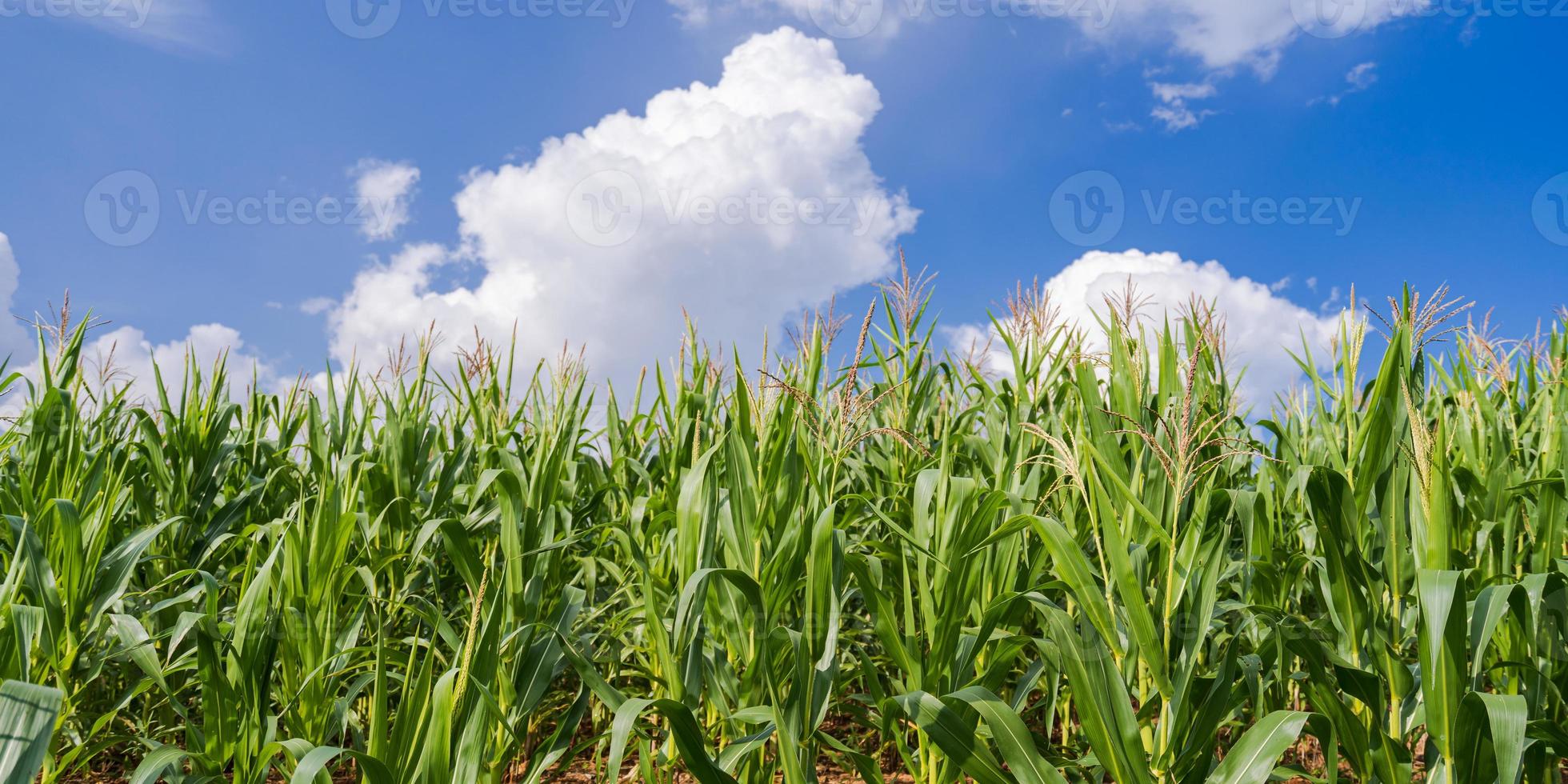 maïsvelden onder de blauwe lucht foto