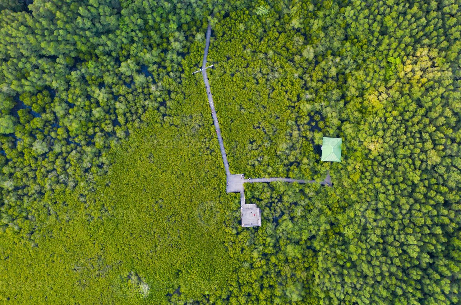 luchtfoto bovenaanzicht van mangrove houten brug foto