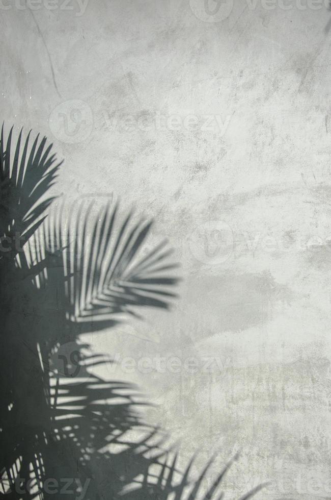 palmbladschaduw op de muur foto