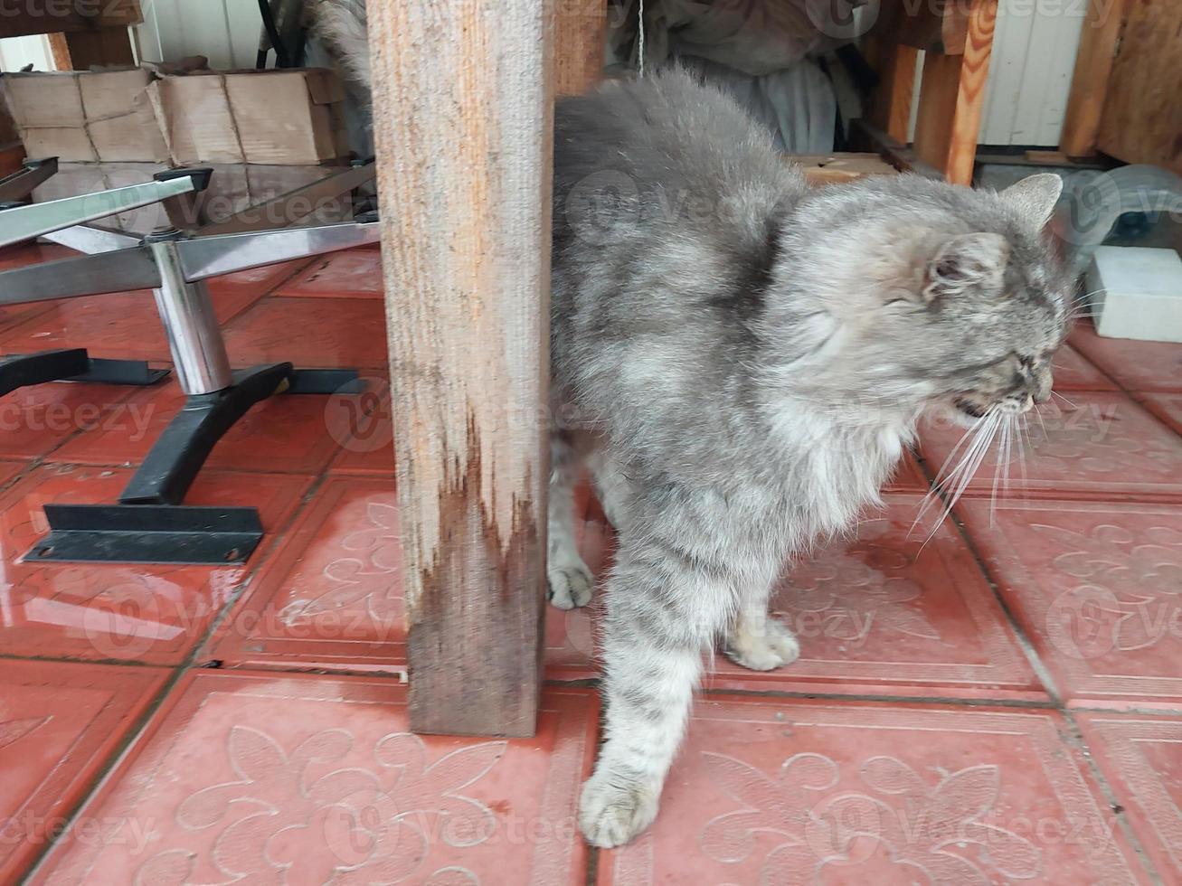 katten en katten leven in de buurt de huis foto