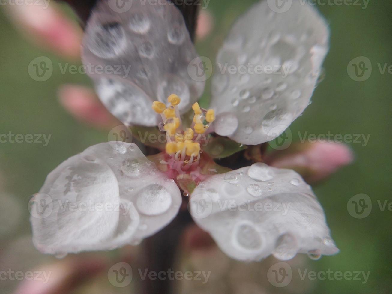 jong bloemen spruit in voorjaar foto