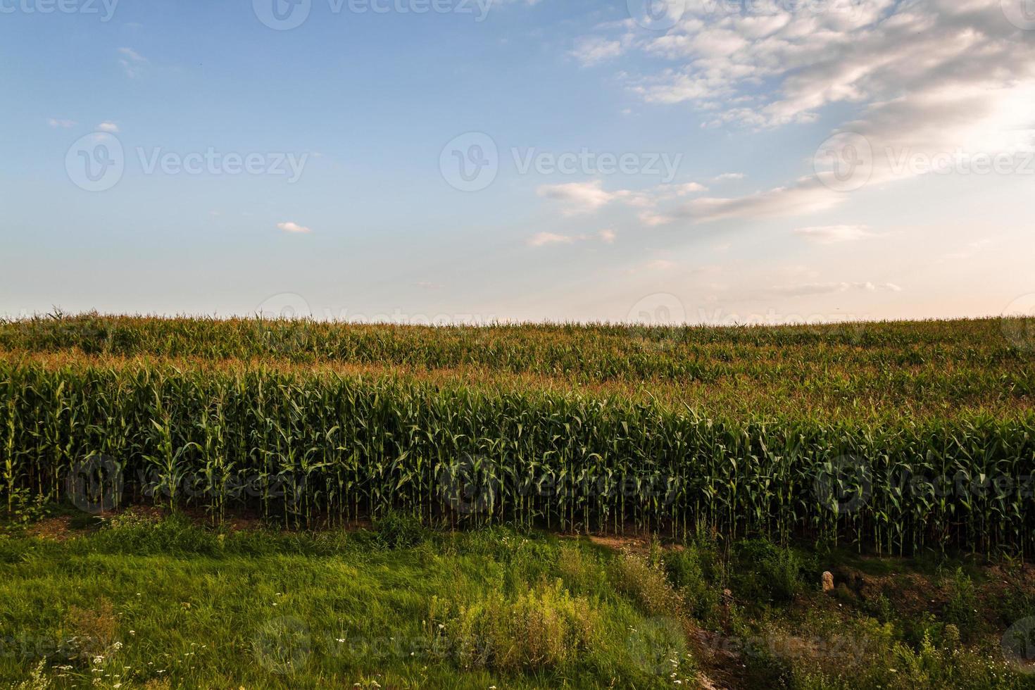 blauw zomer lucht over- een maïs groen veld. foto