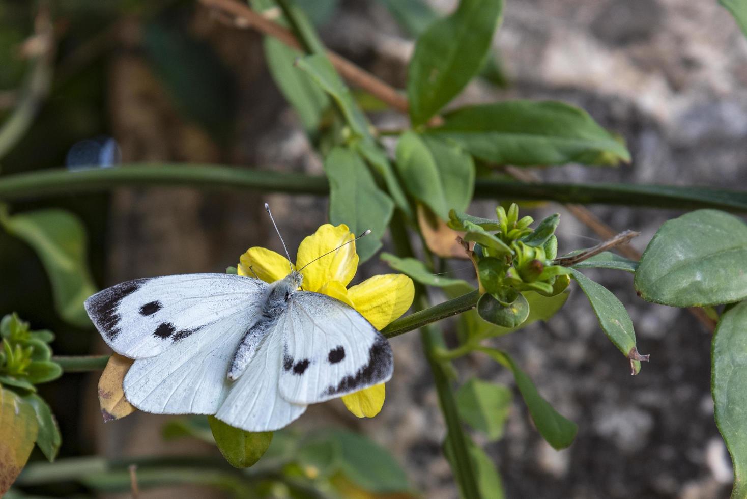 witte vlinder op gele bloem foto