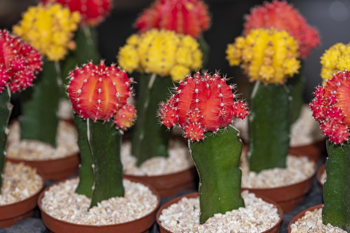 kleur gymnocalycium mihanovichii geënte cactussen foto