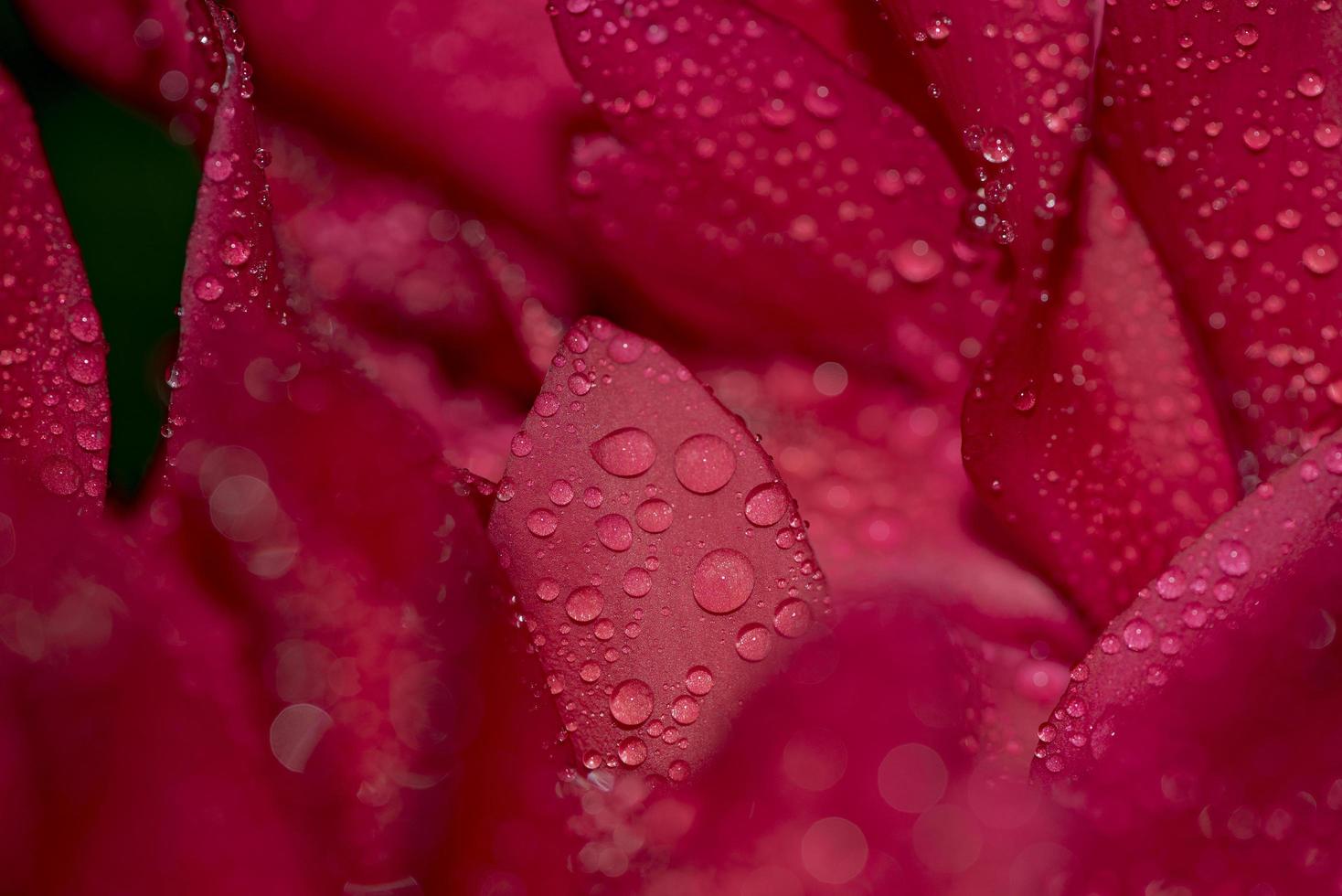 regendruppels op een rode bloem foto