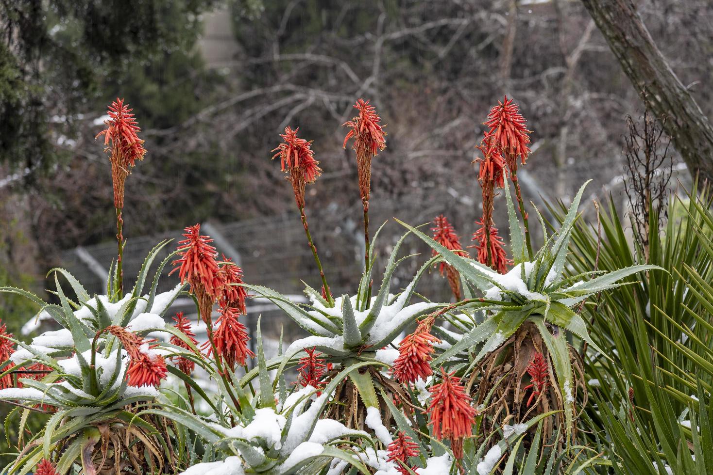 rode bloemen op aloë vera onder de sneeuw foto