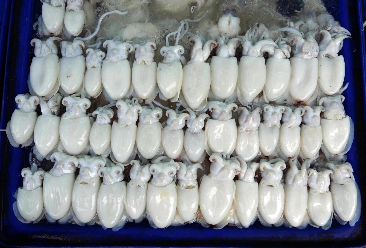verse witte rauwe inktviszeevruchten in de markt foto