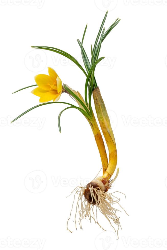 complete gele krokus met bloem, bladeren, wortels en ui foto
