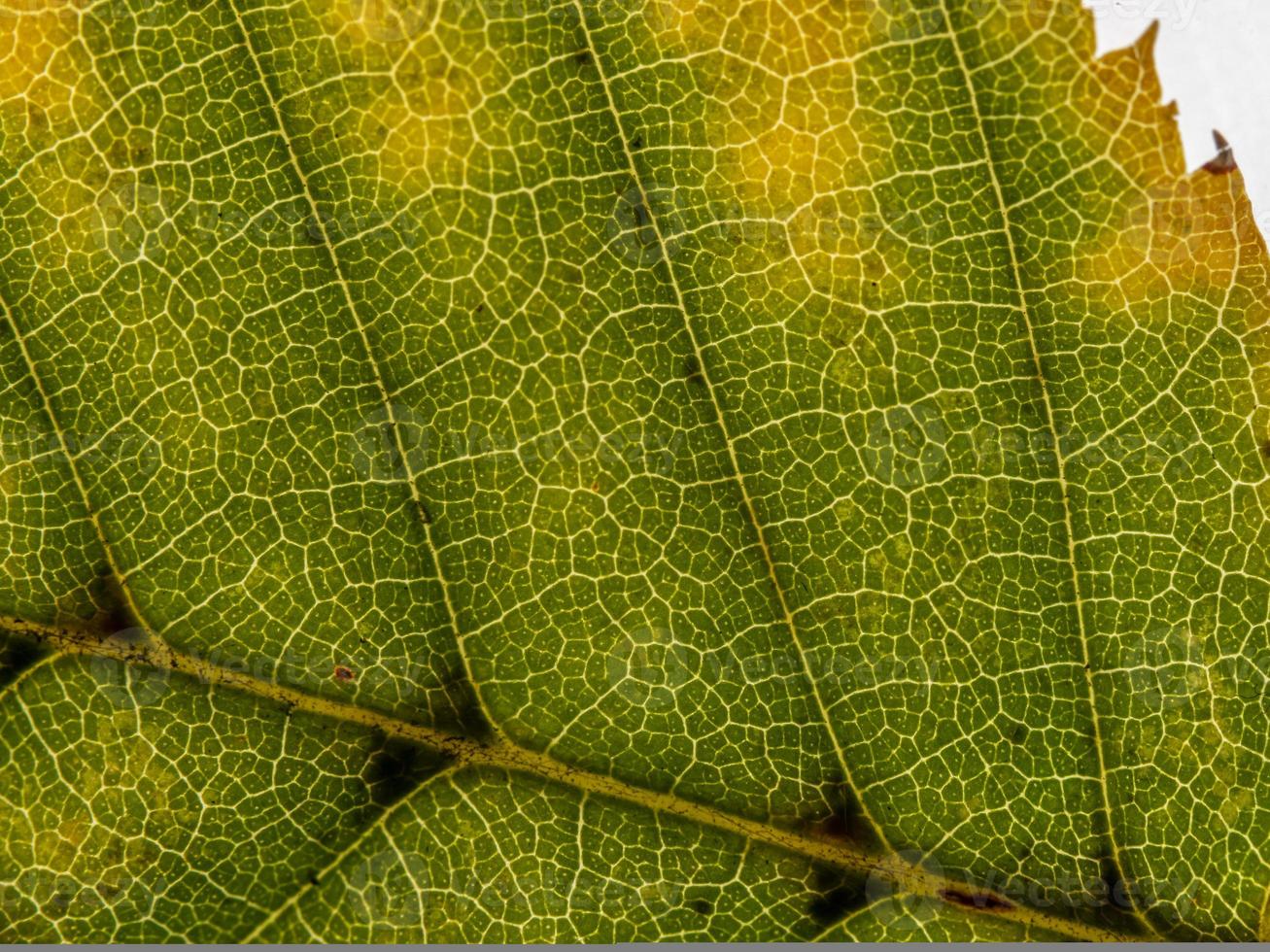 onderzijde van een doorschijnend herfstblad in verschillende tinten foto