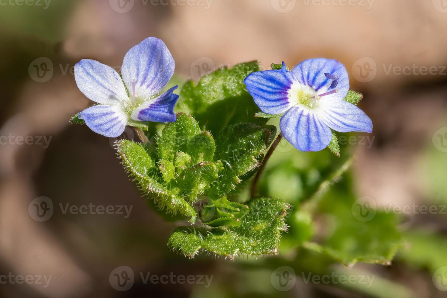 detailaanzicht van de bloemen van de veronica ereprijsplant foto