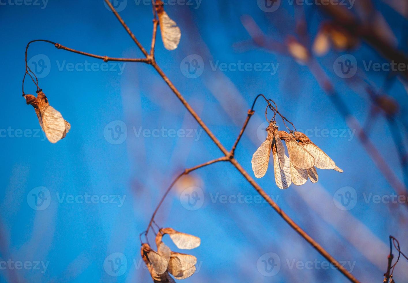 droge bloemen op de takken tegen de achtergrond van de lenteblauwe lucht foto