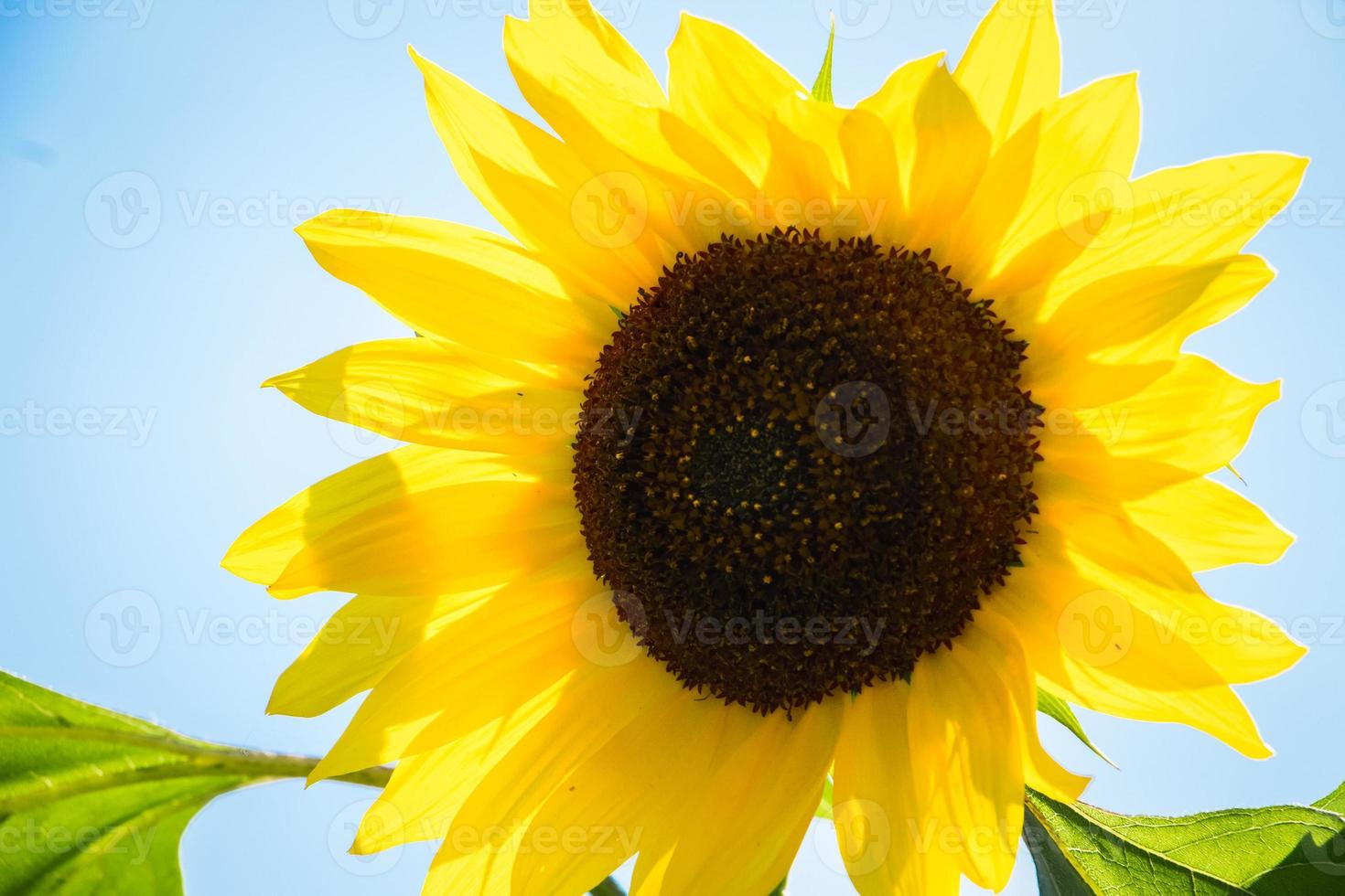 bloeiende zonnebloem in de zomerzon op een azuurblauwe achtergrond foto