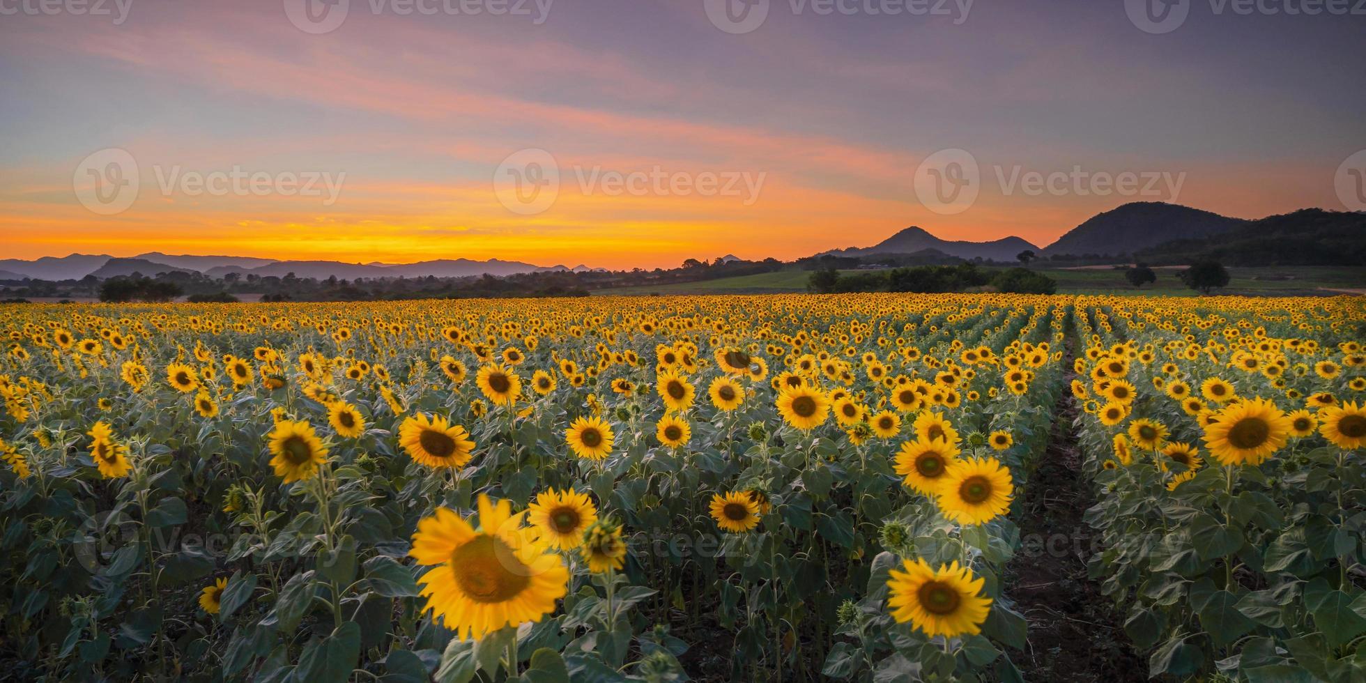 bloeiende zonnebloemplanten op het platteland bij zonsondergang foto