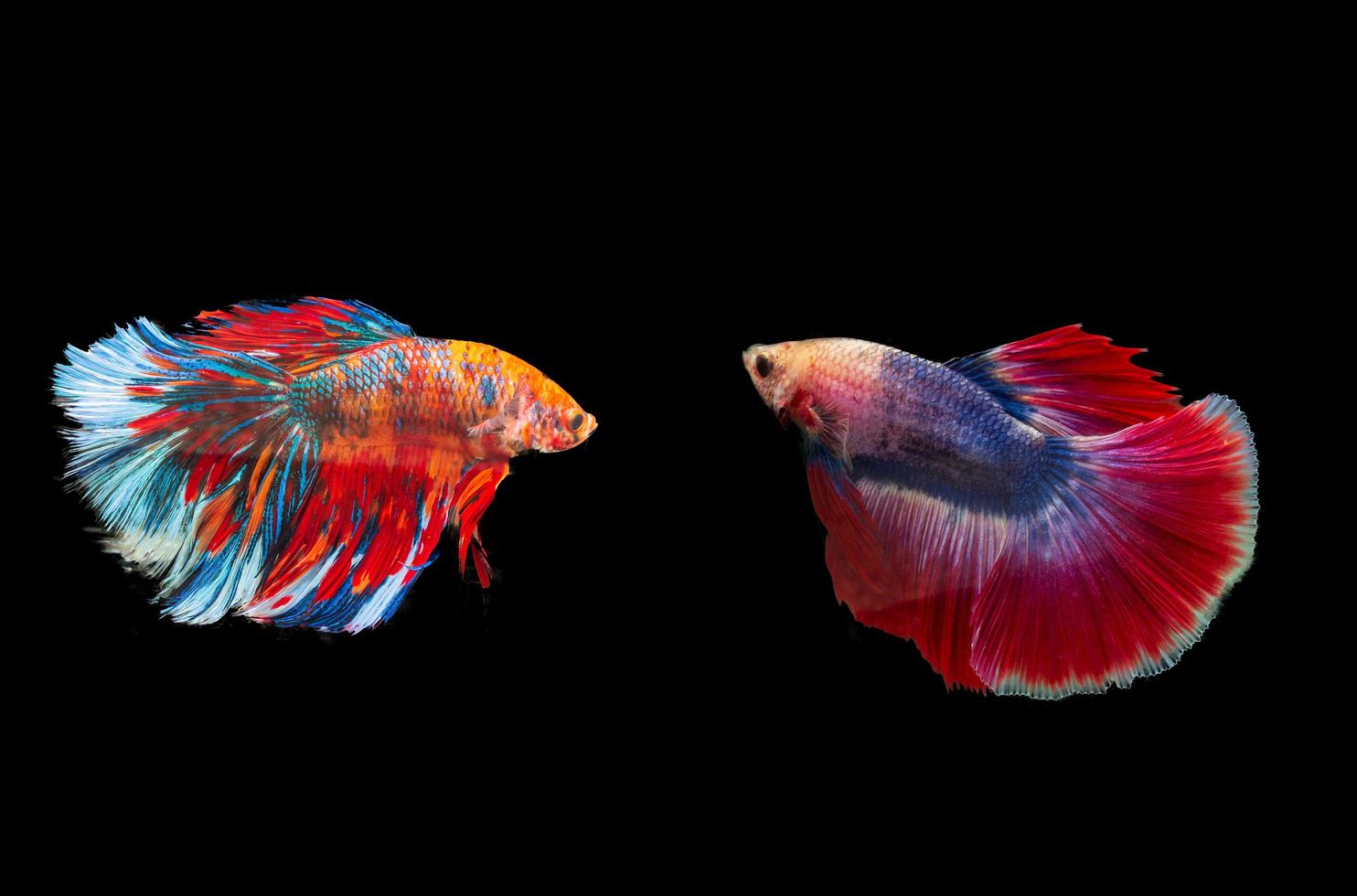 siamese betta vechten met prachtige kleuren op zwarte achtergrond foto