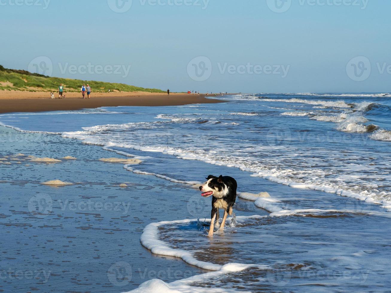 hond peddelen in de zee bij mablethorpe beach, lincolnshire, engeland foto