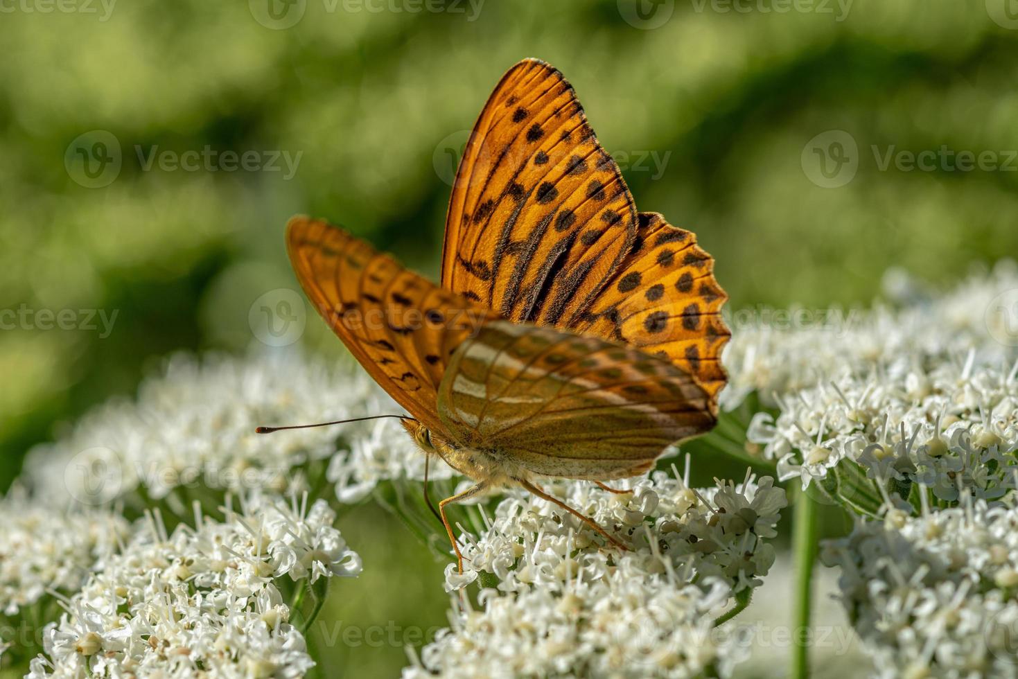 oranje gevlekte vlinder foto