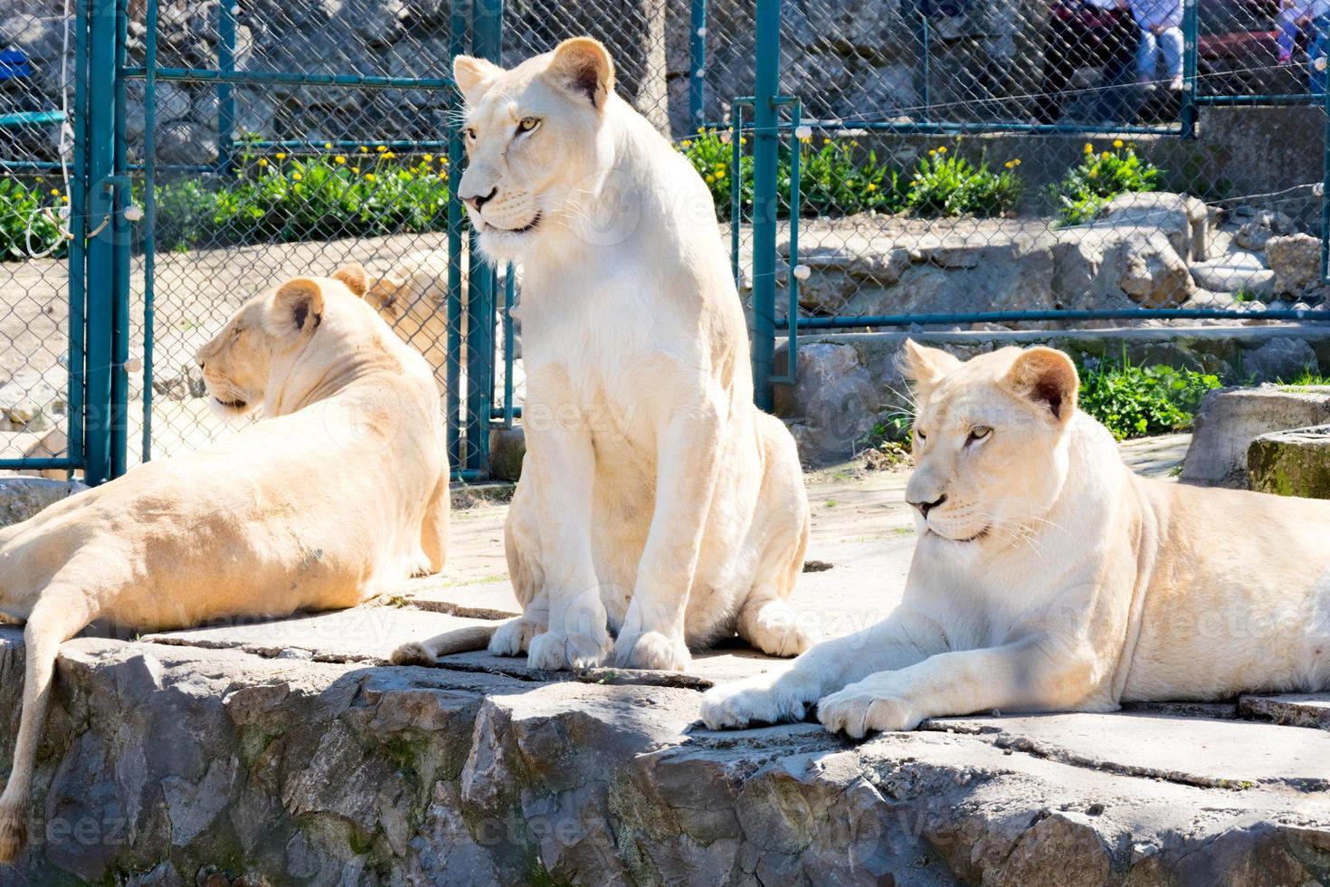 leeuwen in de dierentuin foto