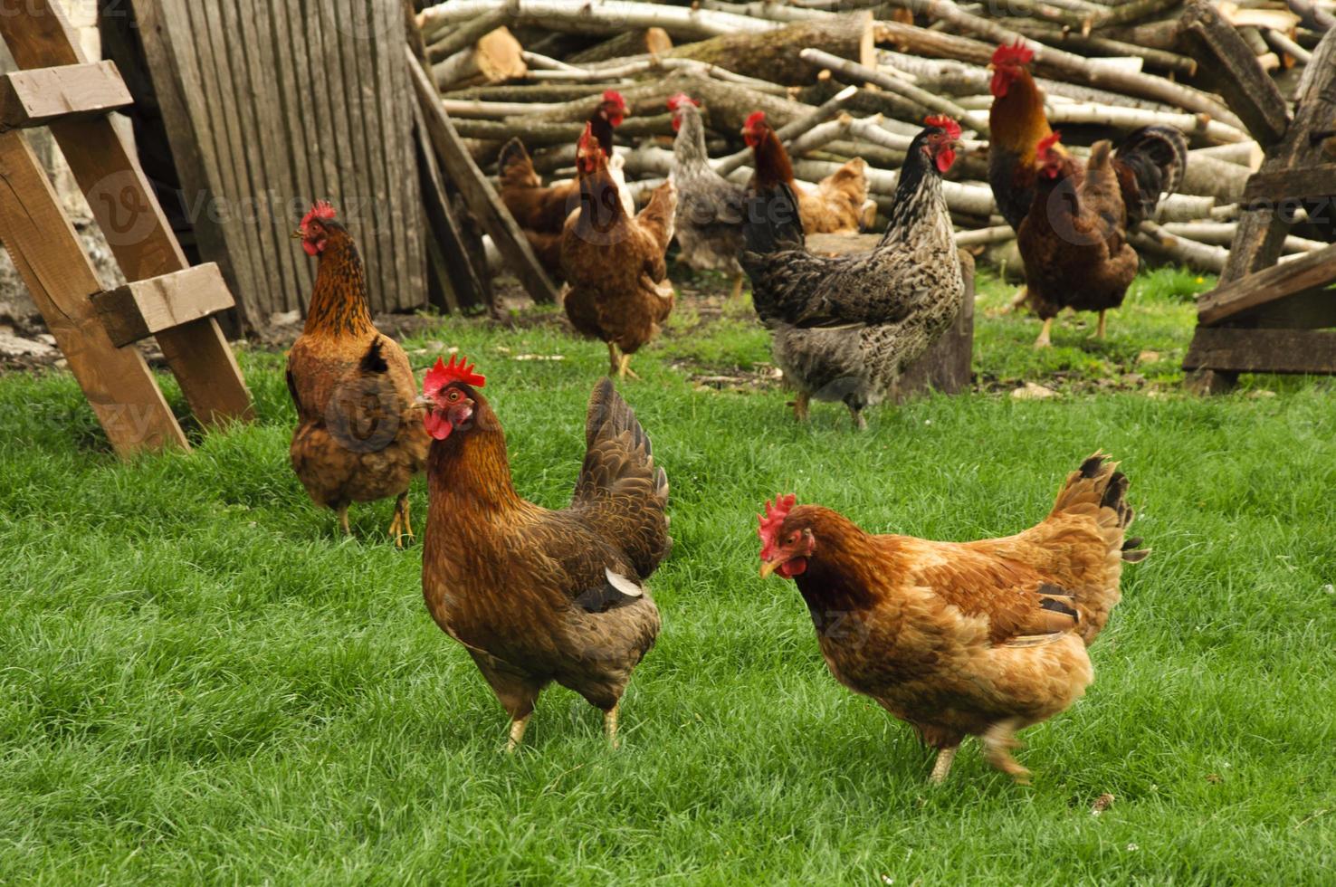 kip Aan de boerderij foto