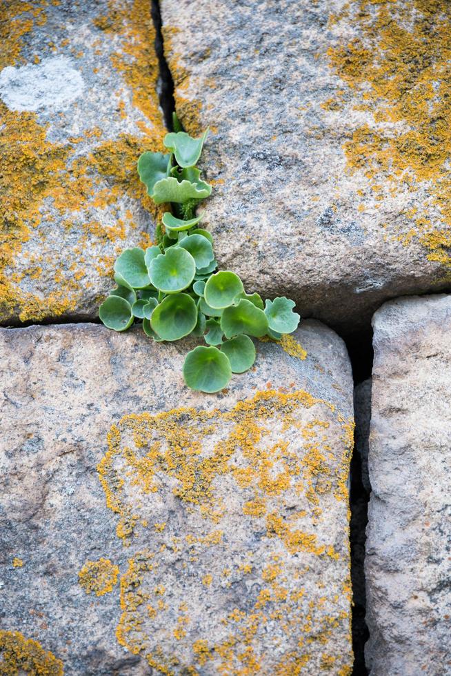 achtergrond. planten groeit in een steen muur foto