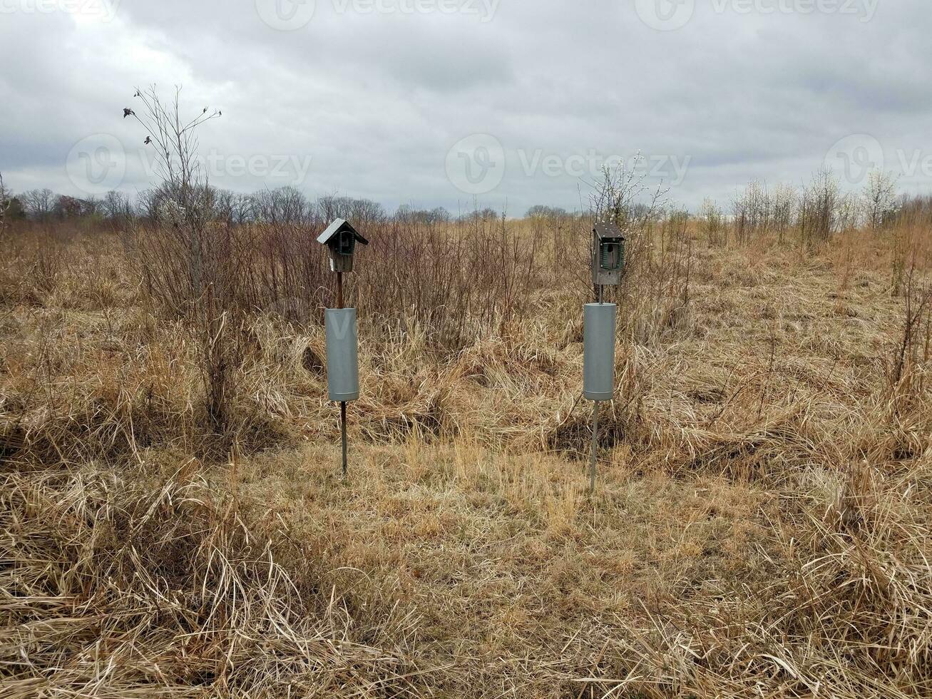 vogel huizen met eekhoorn verbijsters en bruin grassen foto