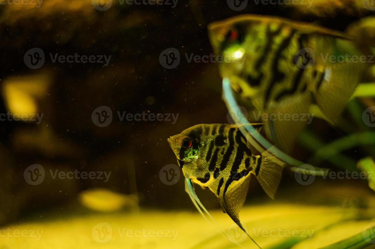 gemeenschappelijk scalairen in een aquarium. cichlid familie foto