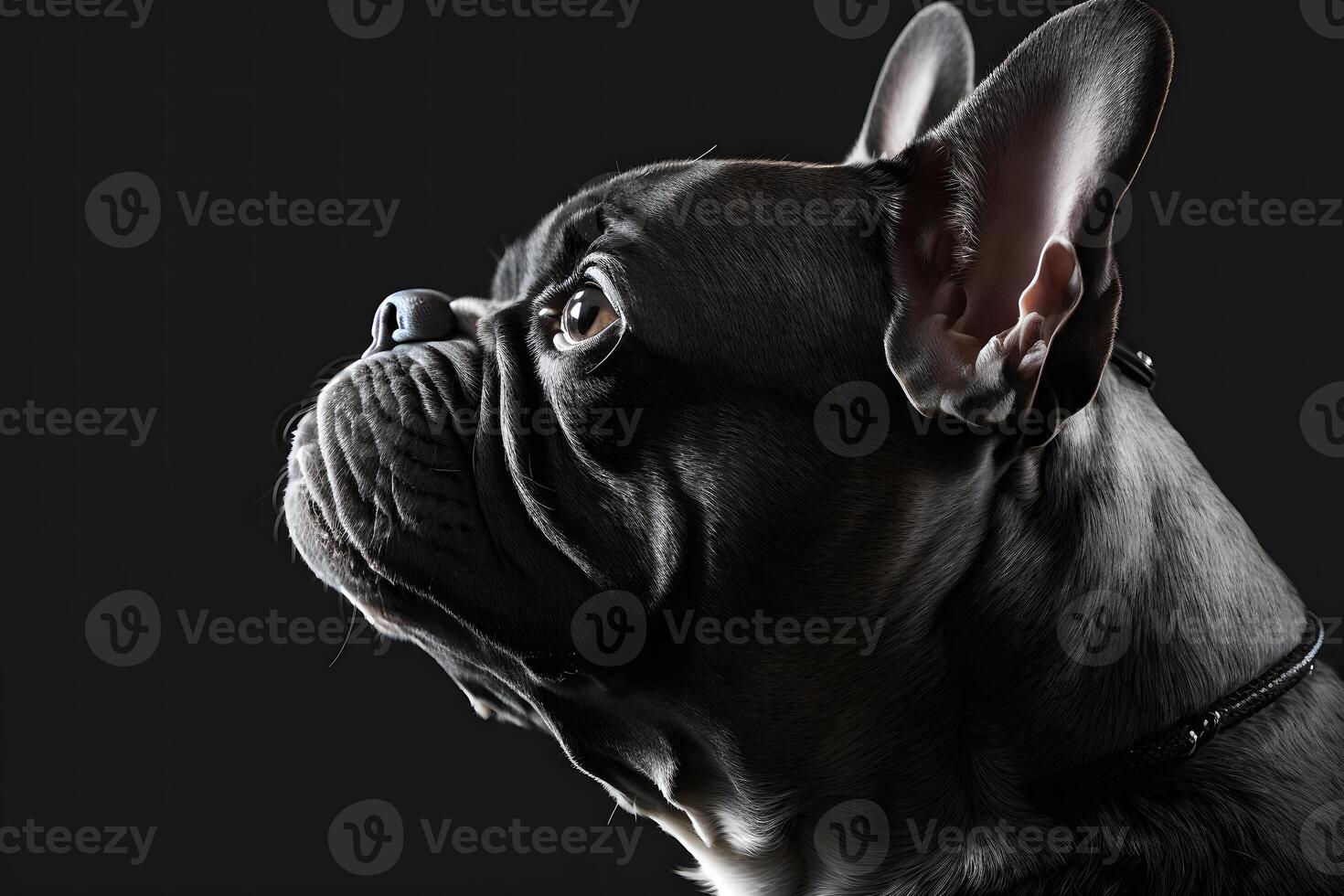 portret van hond Frans bulldog Aan zwart achtergrond. neurale netwerk ai gegenereerd foto