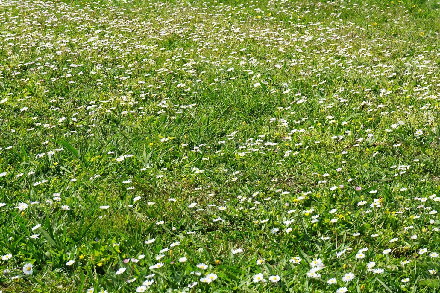 veld- met groen gras en klein wit madeliefjes foto