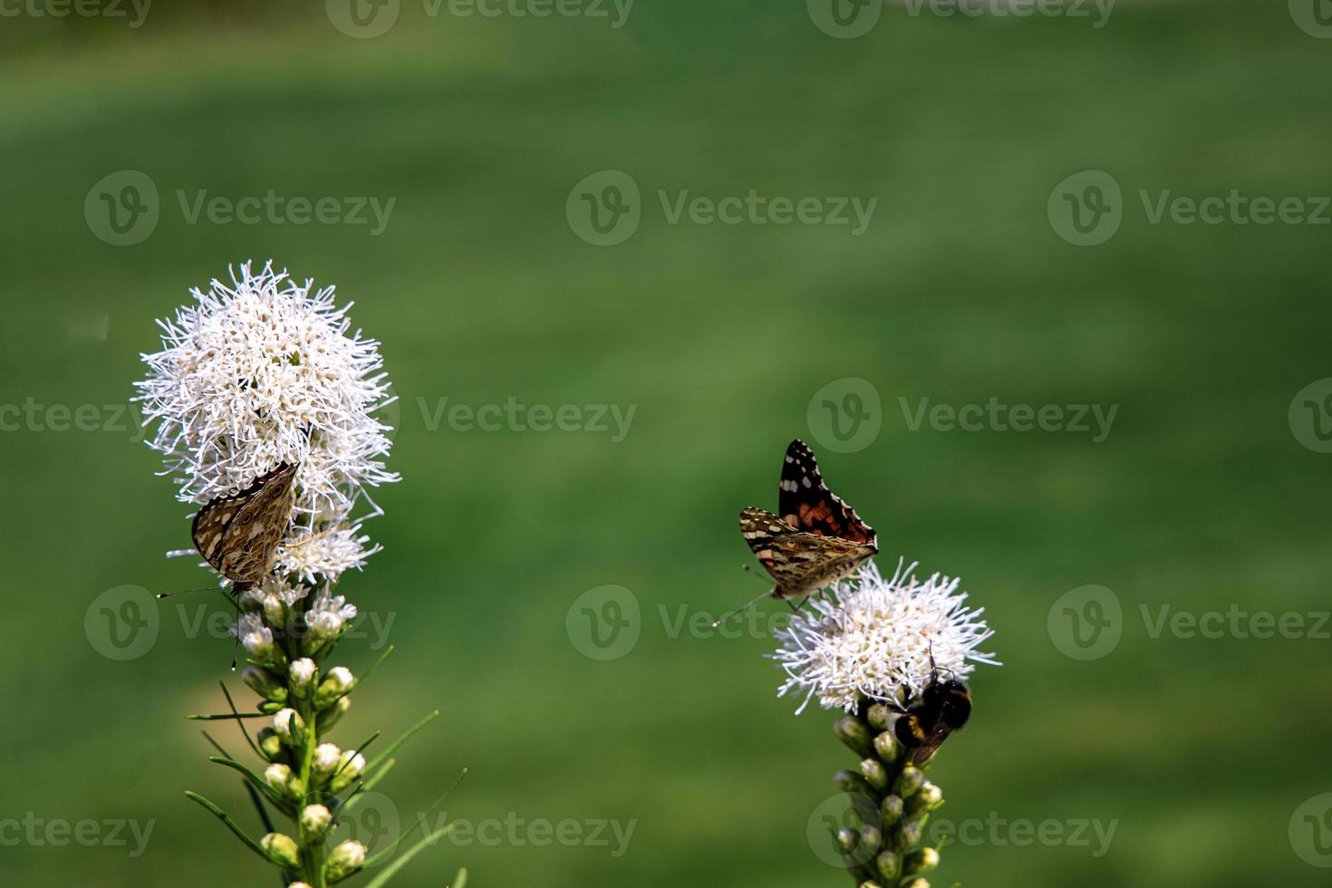 vrij vlinders tussen de bloemen in de stad tuin Aan een warm zonnig zomer dag, foto