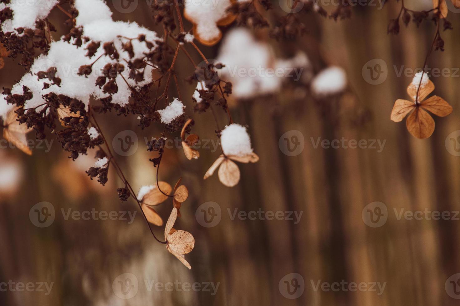 een verdord delicaat bloem in de tuin Aan een verkoudheid ijzig dag gedurende vallend wit sneeuw foto