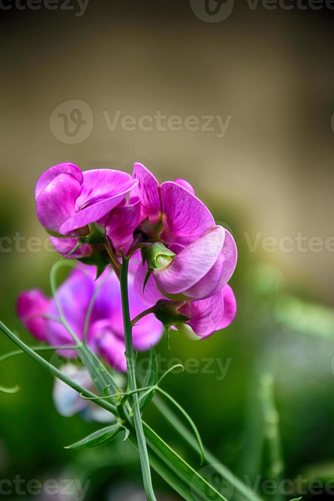 geurig roze decoratief erwten groeit in een groen zomer tuin foto