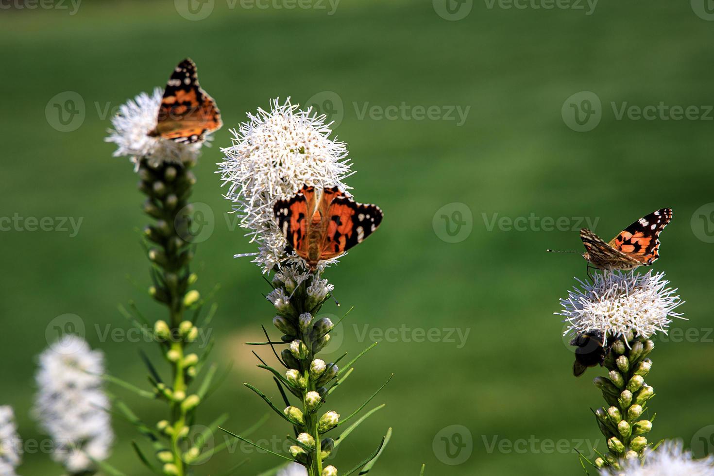 vrij vlinders tussen de bloemen in de stad tuin Aan een warm zonnig zomer dag, foto