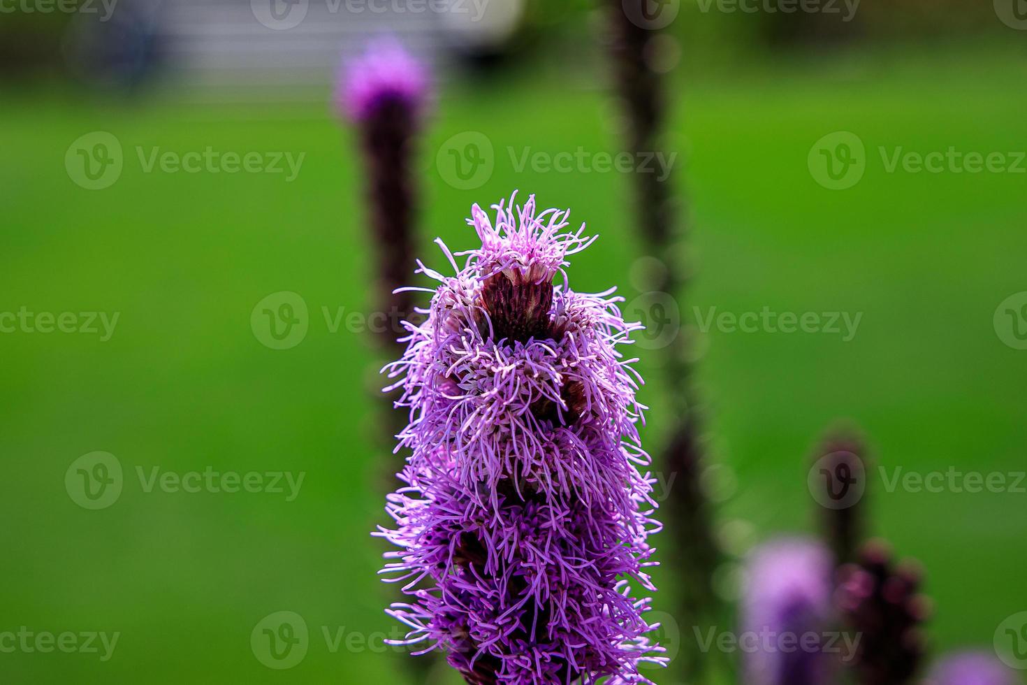 vrij vlinders tussen de bloemen in de stad tuin Aan een warm zonnig zomer dag, foto