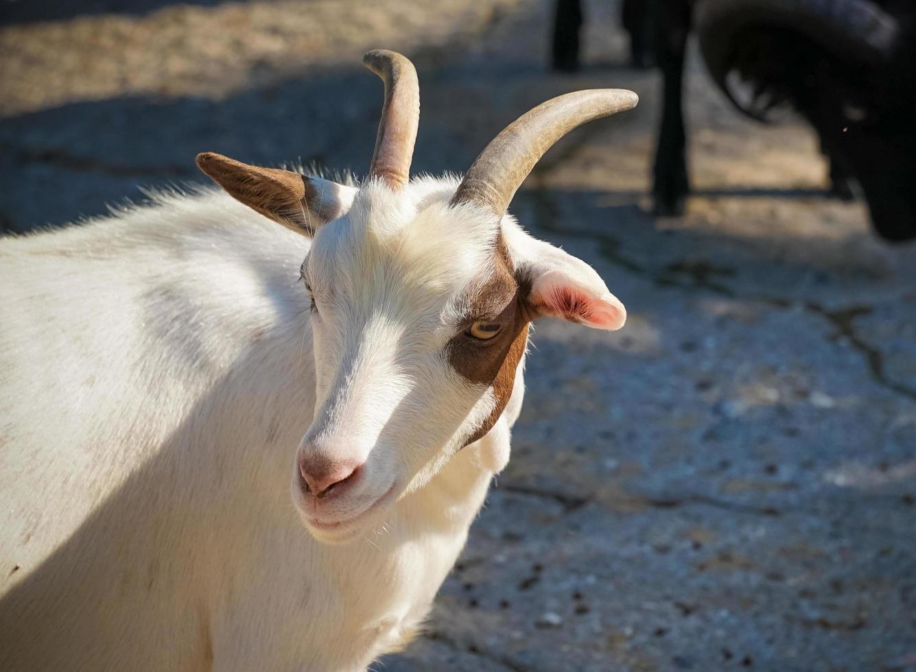 portret van witte geit op onscherpe achtergrond foto