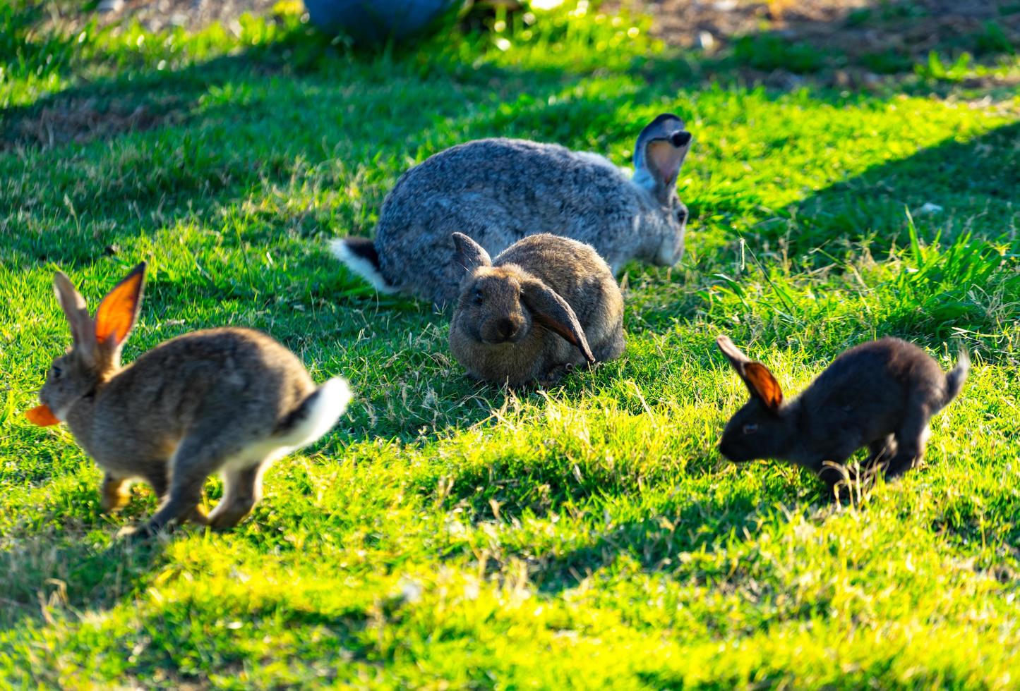 veel gekleurde konijnen met pluizig haar zittend op groen gras op de weide foto
