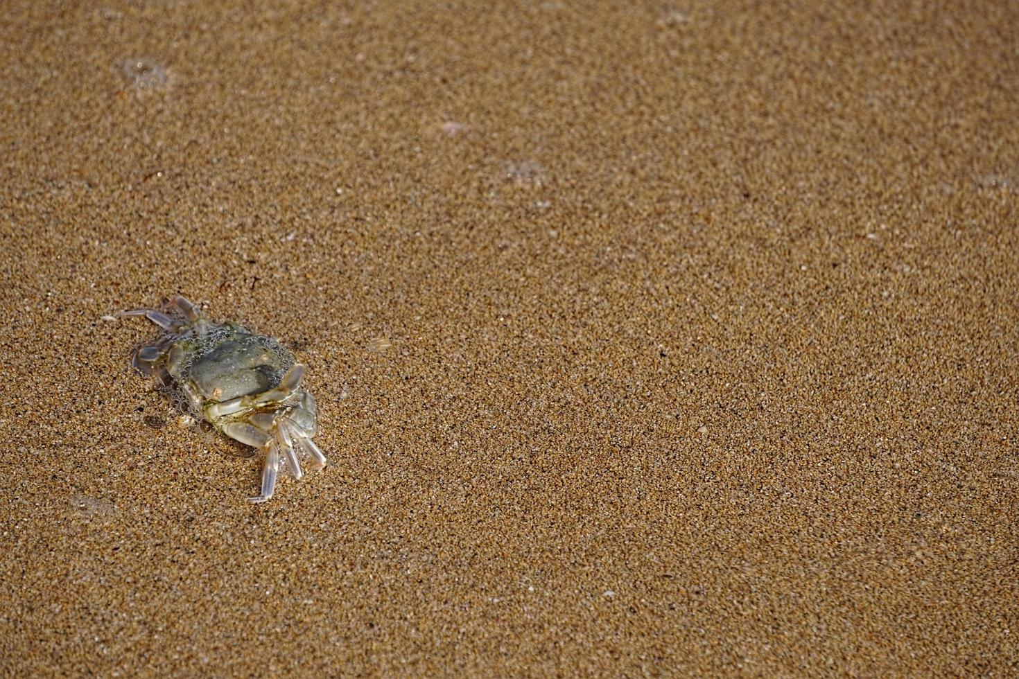 natuurlijke achtergrond met een kleine krab foto