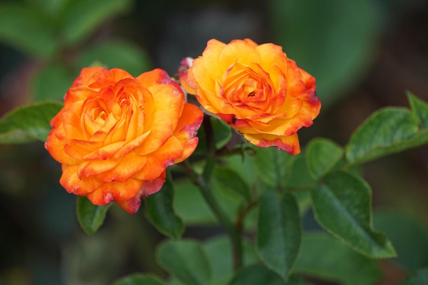 heldere tuinrozen op groene achtergrond zomerdag foto