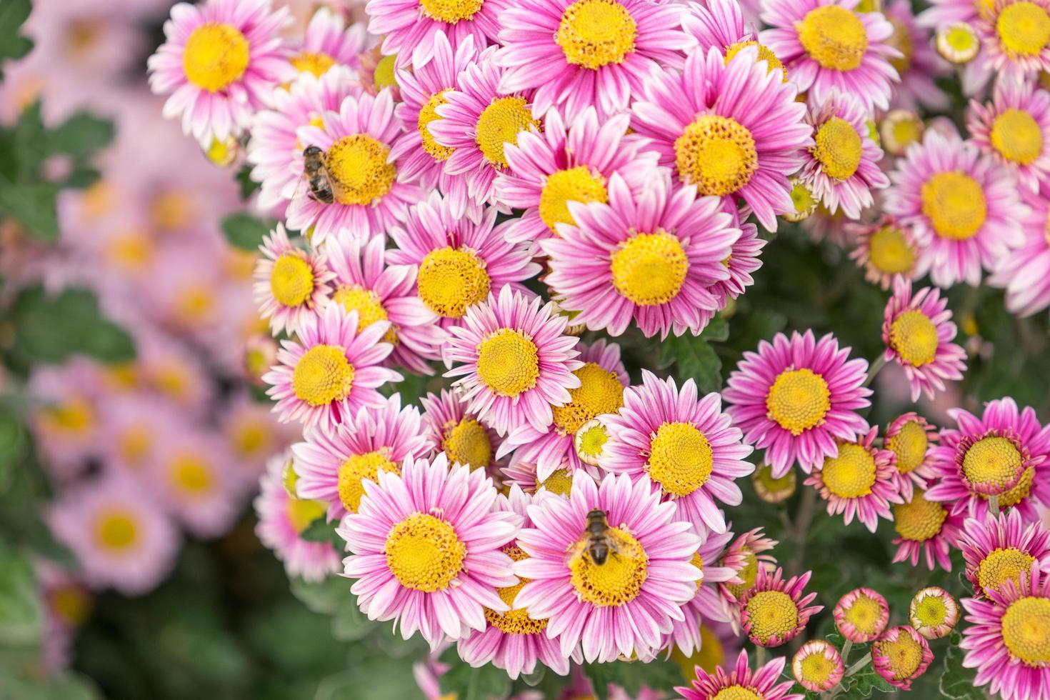 florale achtergrond bloem roze chrysant in de tuin bed. foto