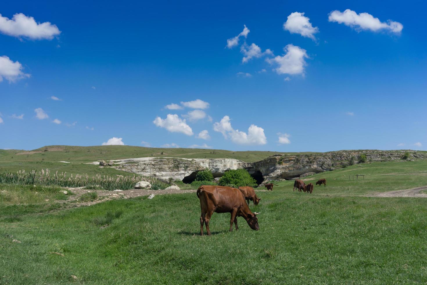 jonge zwarte stier op een groen veld achtergrond. foto