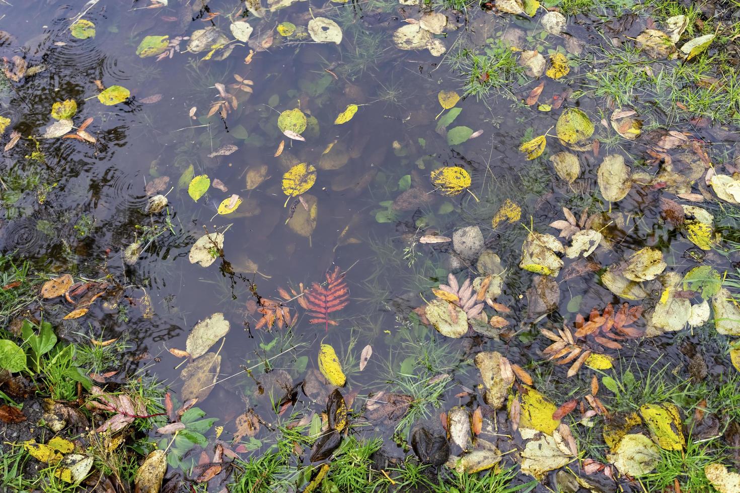 natuurlijke achtergrond met een plas water en herfstbladeren foto