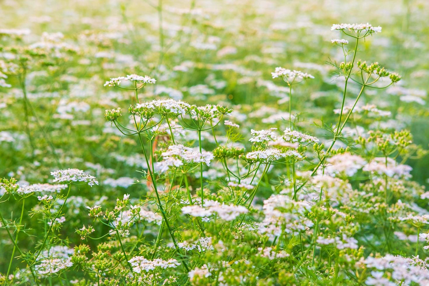 witte bloementuin met witte bloemachtergrond foto