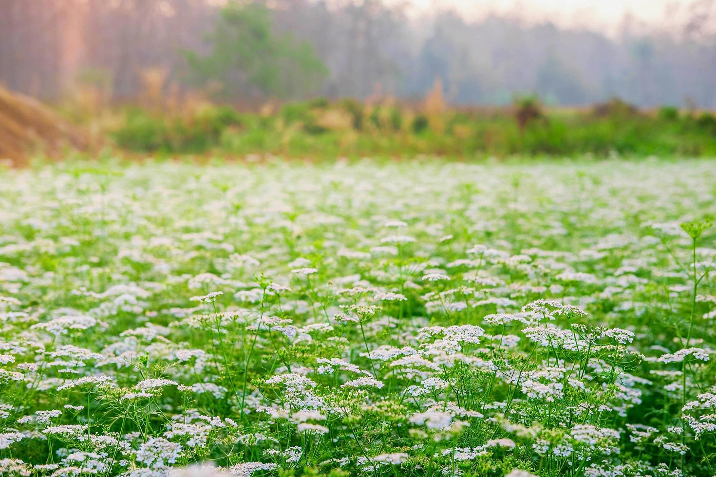 witte bloementuin met witte bloemachtergrond foto