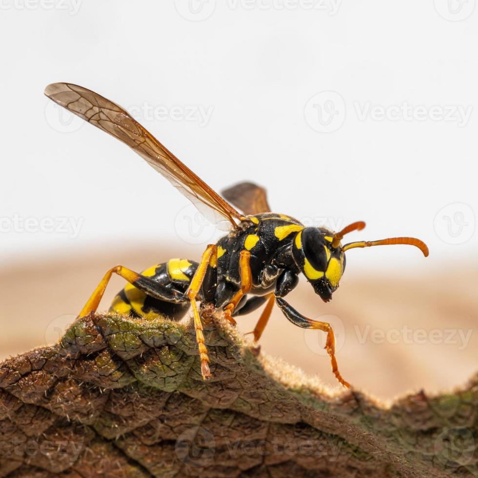 portret van een huis veld wesp kruipen over een blad foto